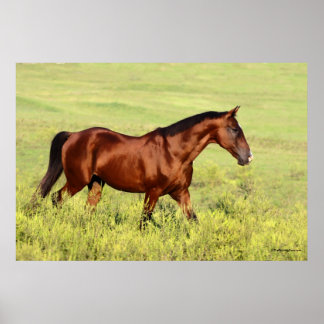 Beautiful Bay Horse Poster