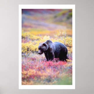 Beautiful Bear in Spring Flowers Print