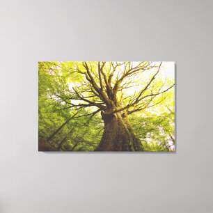 Beautiful Beech Tree Canvas Print