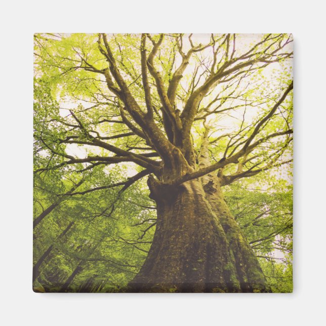Beautiful Beech Tree Magnet (Front)