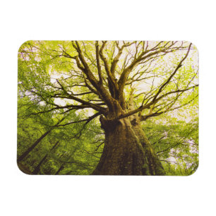 Beautiful Beech Tree Magnet