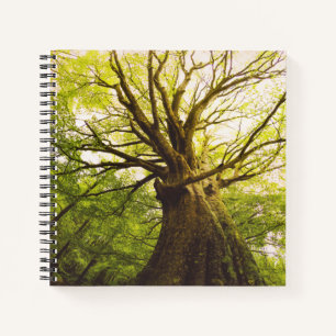 Beautiful Beech Tree Notebook