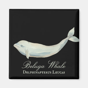 Beautiful Beluga Whale, Delphinapterus Leucas Magnet