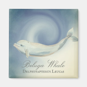 Beautiful Beluga Whale, Delphinapterus Leucas Magnet