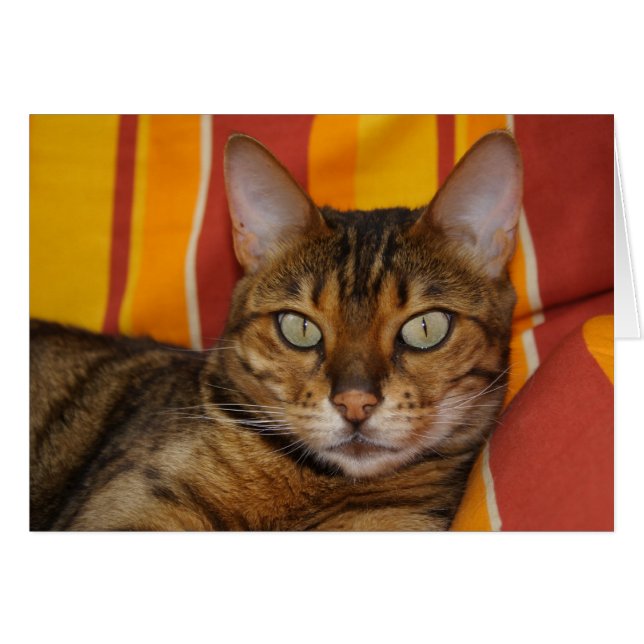 Beautiful Bengal Cat (Front Horizontal)