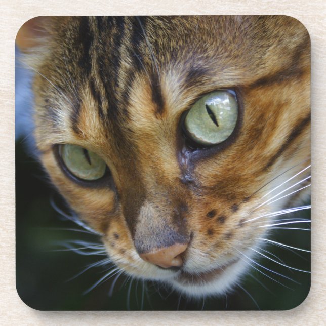 Beautiful Bengal Cat Coaster (Front)
