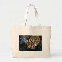 Beautiful Bengal Cat