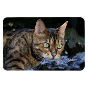 Beautiful Bengal Cat Magnet