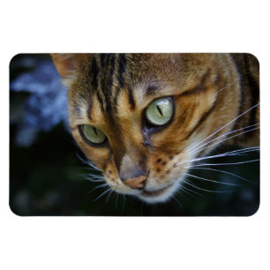 Beautiful Bengal Cat Magnet