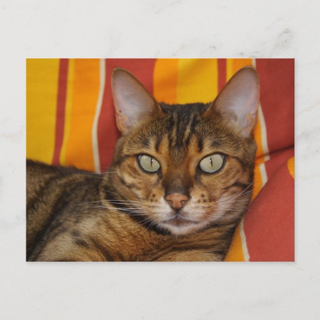 Beautiful Bengal Cat Postcard (Front)