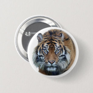 Beautiful Bengal Tiger Face Photo 6 Cm Round Badge