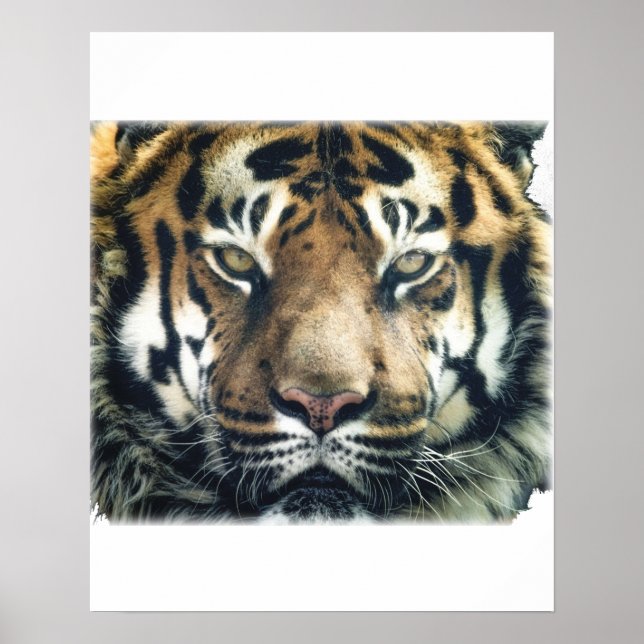 Beautiful Bengal Tiger Face Photo Poster (Front)