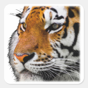 Beautiful Bengal Tiger Face Photo Square Sticker