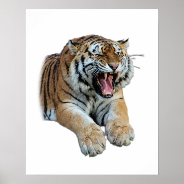Beautiful Bengal Tiger Face & Teeth Photo Poster (Front)