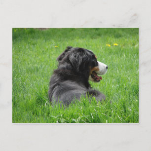 Beautiful Bernese Mountain Dog Enjoys The Sun Postcard