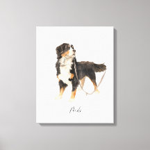 Beautiful Bernese Mountain Dog named Milo