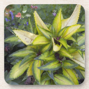 Beautiful Big Bright Green Leaves Coaster