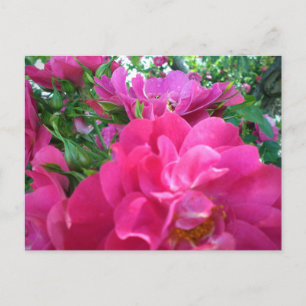 Beautiful Big Pink Roses Garden Flowers Postcard