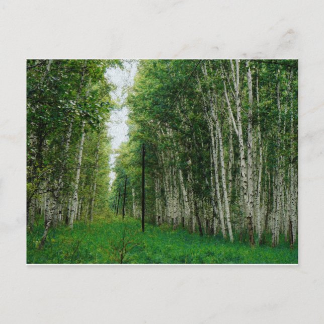 Beautiful Birch Tree Forest Postcard (Front)