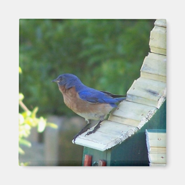 Beautiful Bird Magnet (Front)