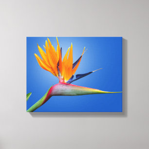 Beautiful Bird of Paradise Strelitzia Flower Canvas Print