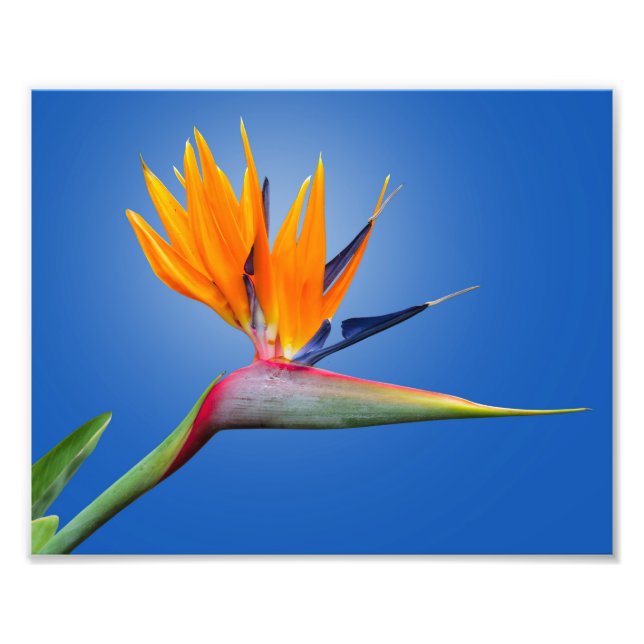 Beautiful Bird of Paradise Strelitzia Flower Photo Print (Front)
