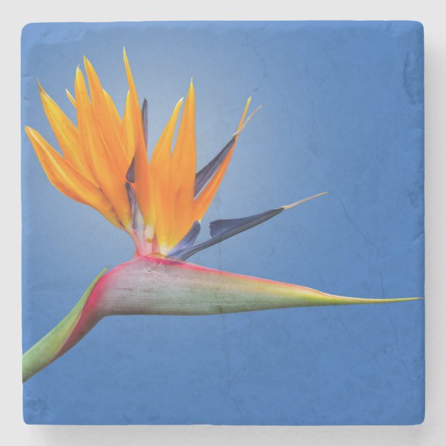 Beautiful Bird of Paradise Strelitzia Flower Stone Coaster (Front)