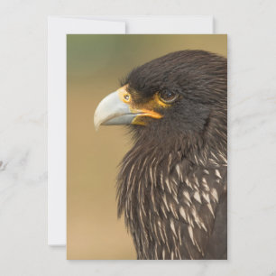 Beautiful Bird of Prey Invitation