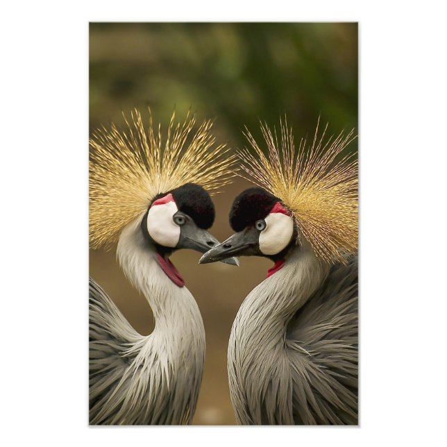 Beautiful Bird Pair Wall Art Photo Print (Front)