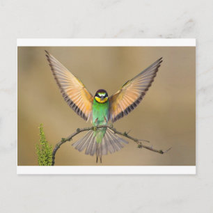 Beautiful Bird Postcard