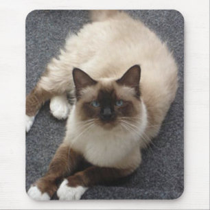 Beautiful Birman cat Mouse Pad