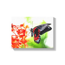 Beautiful Black and Red Butterfly Insects Nature