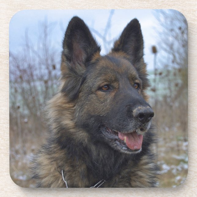beautiful black and tan German Shepherd puppy Coaster (Front)