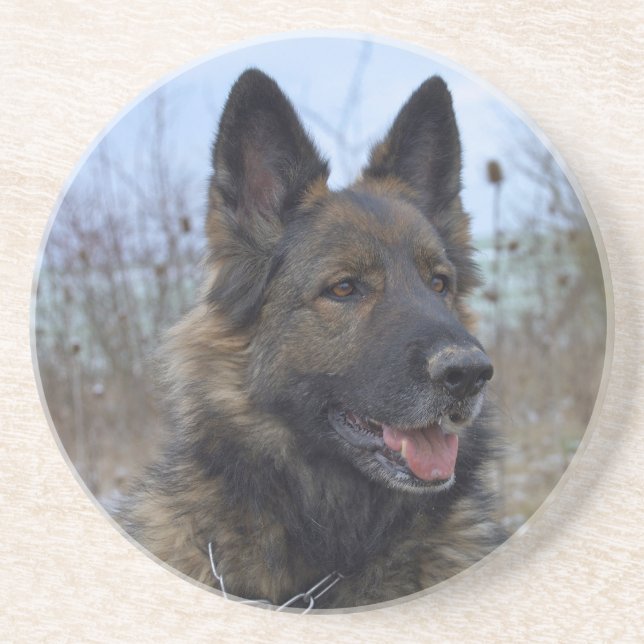beautiful black and tan German Shepherd puppy Coaster (Front)