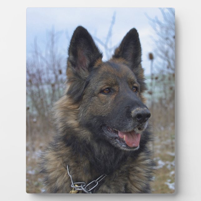 beautiful black and tan German Shepherd puppy Plaque (Front)