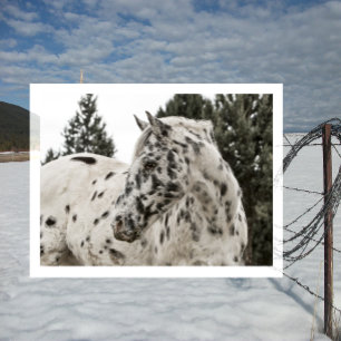 Beautiful Black and White Appaloosa Horse Postcard