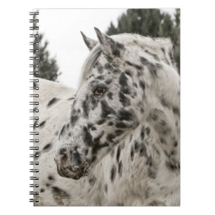 Beautiful Black and White Appaloosa Horse Spiral Notebook