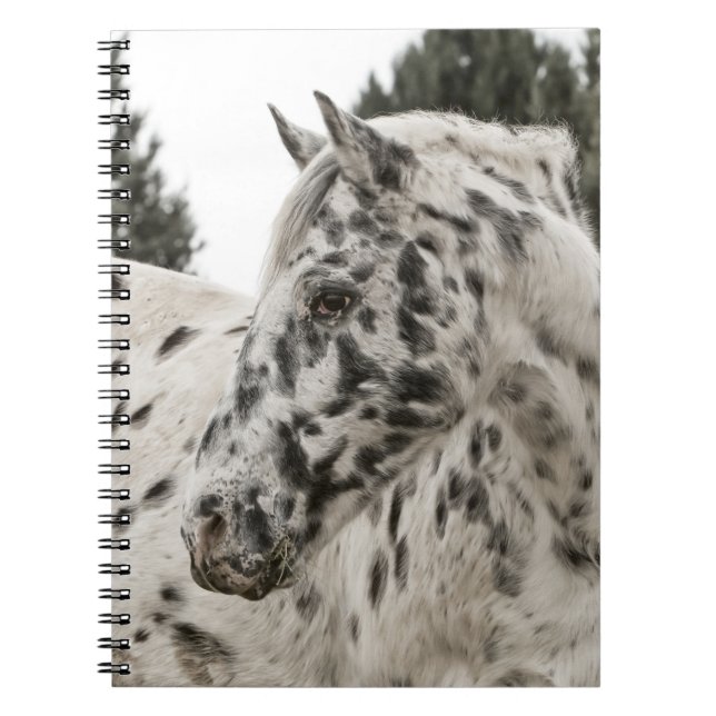 Beautiful Black and White Appaloosa Horse Spiral Notebook (Front)