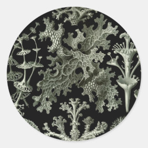 Beautiful black and white lichens picture classic round sticker