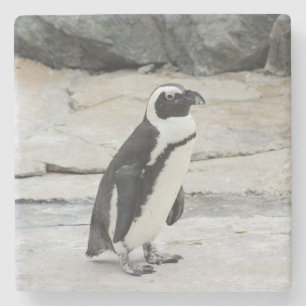 Beautiful Black and White Penguin on the Rocks Stone Coaster