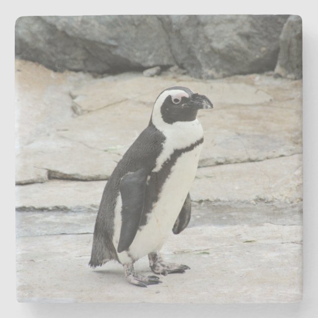 Beautiful Black and White Penguin on the Rocks Stone Coaster (Front)