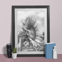 Beautiful Black and White Sunflower Side View