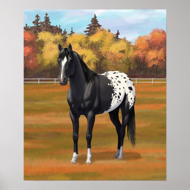 Beautiful Black Appaloosa Quarter Horse Stallion Poster (Front)