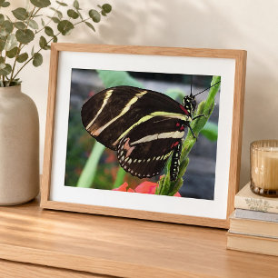 Beautiful Black Butterfly with yellow stripes Photo Print