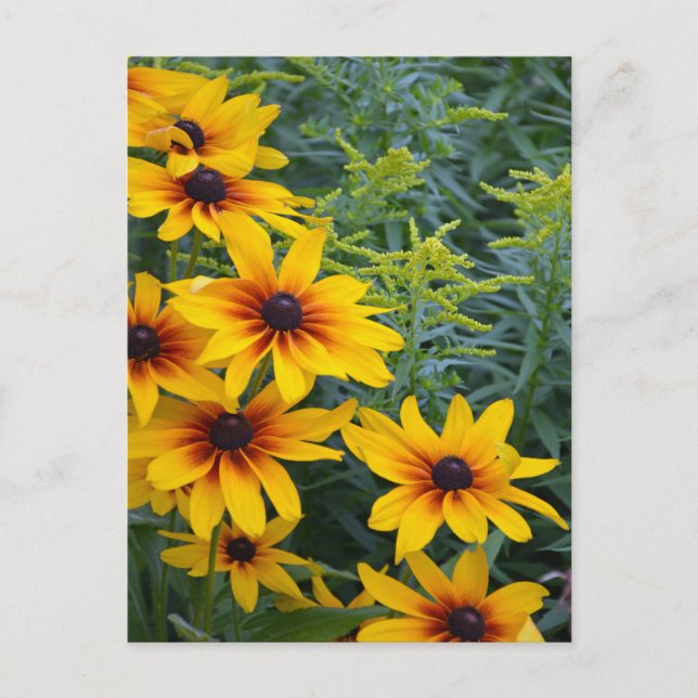 Beautiful black eyed susan flower garden postcard (Front)