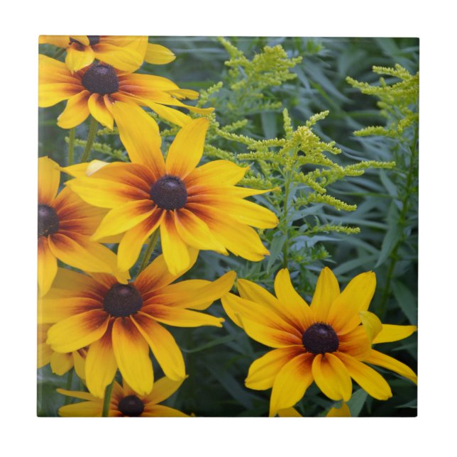 Beautiful black eyed susan flower garden tile (Front)