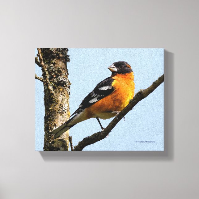 Beautiful Black-Headed Grosbeak in a Tree Canvas Print (Front)