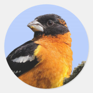Beautiful Black-Headed Grosbeak in a Tree Classic Round Sticker