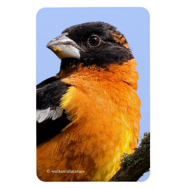 Beautiful Black-Headed Grosbeak in a Tree Magnet (Vertical)