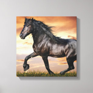 Beautiful Black Horse Canvas Print